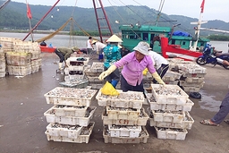 46.000 tấn hàng hóa qua Cảng cá Hòa Lộc năm 2019