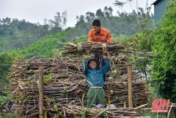 Hương mía ngọt lịm trong tim