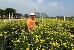 Làng hoa, cây cảnh nhộn nhịp vào Tết