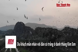 Du khách mãn nhãn với đàn cò hàng vạn con ở danh thắng Kim Sơn