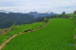 Nhân rộng giống lúa nếp hạt cau ở Pù Luông để phục vụ du lịch