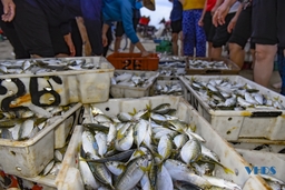Chợ cá vùng bãi ngang