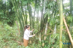 Diện mạo mới trên những bản người Mông: Bản Mông khoác “áo mới”