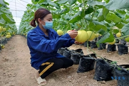 Làm giàu từ mô hình trồng dưa lưới sạch