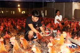 Bên trong trang trại nuôi gà gia công