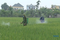 Huyện Hậu Lộc tập trung phòng trừ sâu bệnh hại lúa cuối vụ