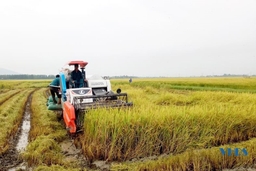 Thọ Xuân đẩy mạnh thu hoạch lúa mùa, tập trung gieo trồng vụ đông