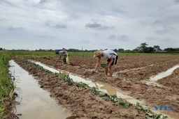 Các địa phương cần tập trung cao độ để đảm bảo kế hoạch sản xuất vụ đông 2021