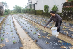 Nông sản sạch cùng nhau an tâm vượt qua đại dịch