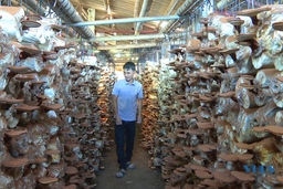 Mô hình trồng nấm linh chi mang lại hiệu quả kinh tế cao tại Quảng Xương