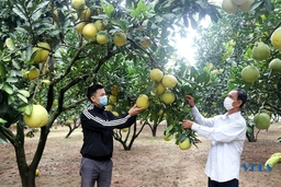 Ngọt ngào vùng bưởi Diễn ở xã Yên Ninh