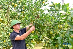 Xây dựng sản phẩm OCOP ở huyện miền núi Thạch Thành
