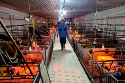 Quy mô trang trại chăn nuôi lợn trăm tỷ đồng tại xã Xuân Khang (Như Thanh)