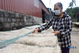 Nhộn nhịp nghề làm miếng dong làng Vạn Thành