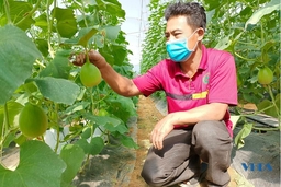 Dưa vàng Viên Hương khẳng định chất lượng OCOP