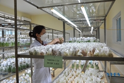 Viện Nông nghiệp Thanh Hóa chú trọng ứng dụng khoa học - công nghệ trong sản xuất