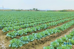 Những cánh đồng trồng rau ưa lạnh