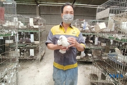 Triệu Sơn: Hiệu quả từ câu lạc bộ “Thanh niên phát triển kinh tế” nuôi chim bồ câu