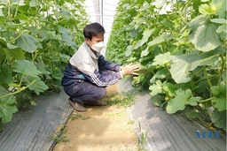 HTX dịch vụ nông nghiệp công nghệ cao Hoằng Đạt đưa nhiều giống cây trồng mới vào sản xuất.