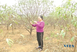 Xã Vân Sơn khai thác thế mạnh, nâng cao chất lượng tiêu chí thu nhập