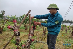 Tất bật vụ đào sau tết