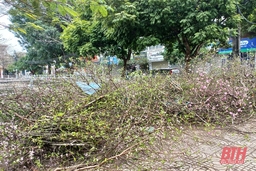 Đào, quất sau tết…