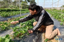 Triển vọng từ mô hình trồng dâu tây, hoa gắn với du lịch trải nghiệm