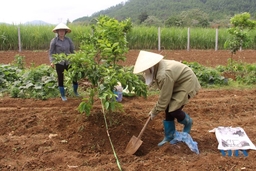 Các chủ vườn vào vụ trồng, chăm sóc, phục hồi cây ăn quả