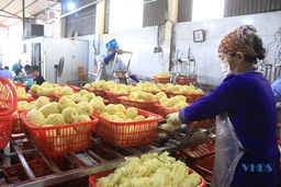 Cận cảnh quy trình chế biến dứa xuất khẩu