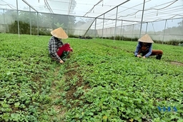 Xã Minh Tân nỗ lực xây dựng nông thôn mới kiểu mẫu