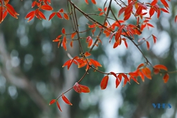 Bằng lăng mùa lá đỏ