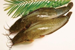 Cá trê - món ăn của nội dã bệnh, tăng lực