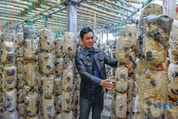 Chủ tịch Hội Nông dân xã làm giàu từ nghề trồng nấm