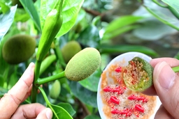 Thương nhớ mít quê