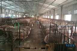 Cựu chiến binh làm giàu từ mô hình chăn nuôi lợn tổng hợp