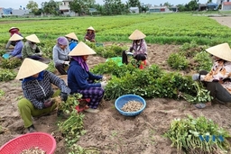 Nông dân huyện Quảng Xương tập trung thu hoạch lạc xuân