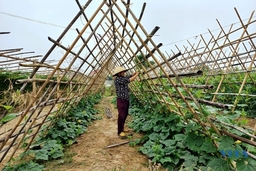 Huyện Quảng Xương chú trọng phát triển vùng sản xuất rau an toàn