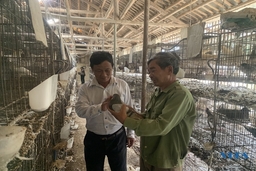 Mô hình nuôi chim bồ câu Pháp mang lại hiệu quả kinh tế cao ở Hoằng Trinh