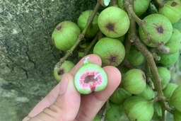 Món ngon từ... sung