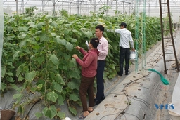 Nhiều hộ dân xã Nga Thành đầu tư mô hình nhà màng trồng dưa cho hiệu quả