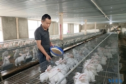 Thanh niên làm giàu từ nuôi thỏ