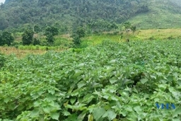 Xã vùng cao Mường Mìn: Hướng phát triển từ những cây trồng mới