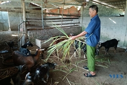 CCB Đông Sơn giúp nhau giảm nghèo, làm kinh tế giỏi