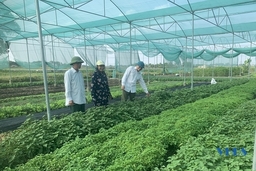 Phát triển mô hình rau an toàn ở Dân Lý