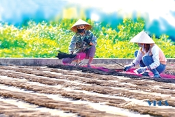 Hương bài Yên Cát