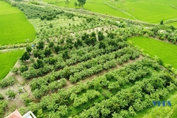 Hợp tác xã do phụ nữ làm chủ xã Thiệu Duy: Liên kết cùng phát triển