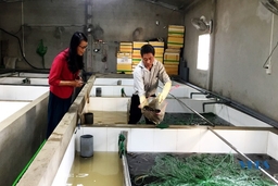 Nuôi lươn không bùn - hướng phát triển kinh tế hiệu quả