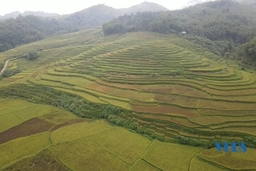 “Mùa vàng” Yên Thắng