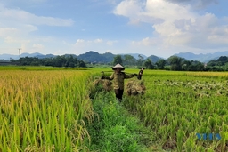 Lang Chánh tập trung thu hoạch lúa vụ mùa