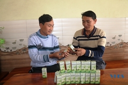 Tinh dầu bạch đàn: Sản phẩm tiền OCOP tiềm năng